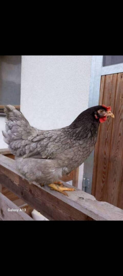 Legehennen Vorbestellung