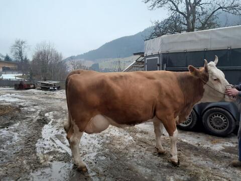 Fleckvieh Kuh in der 5Laktation