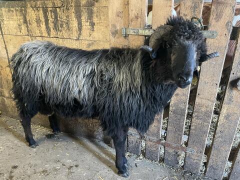 Verkaufe Tiroler Steinschaf Widder
