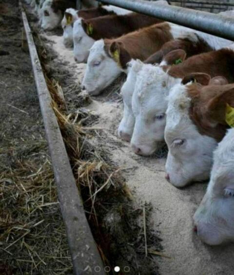 Einsteller, Fresser, Ochsen