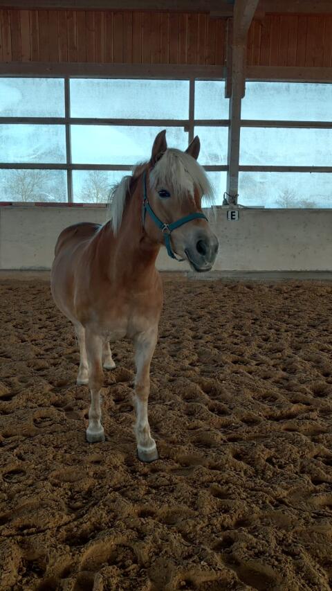 Bildhübsche Haflingerstute für Freizeit oder Zucht