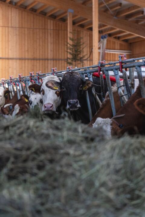 suche BIO (Heu-) Milchkühe