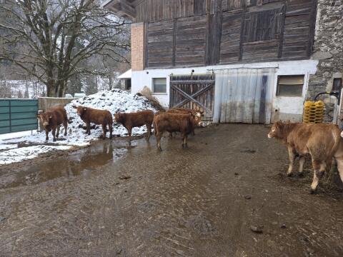 weibliche Fresser,  Einsteller