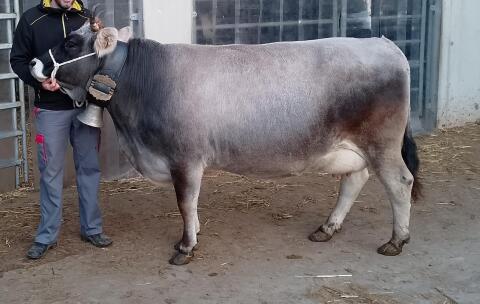 Tiroler Grauvieh Kuh