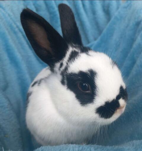 Kaninchen Zwergkaninchen Rammler Hase