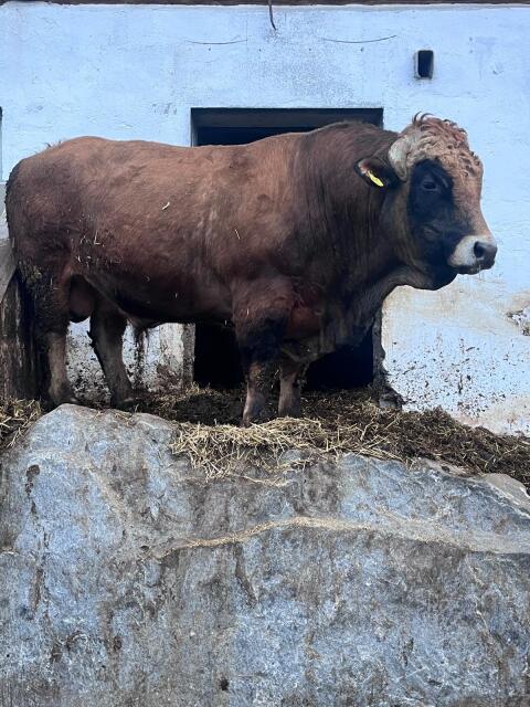 Aubrac Stier