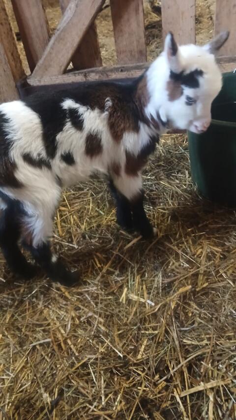 Verkaufe ein Weibliches Tauernscheckenkitz