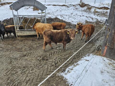 Kalbinen u Stierkälber