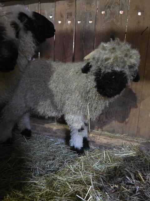 Walliser Schwarznasenschaf Widder