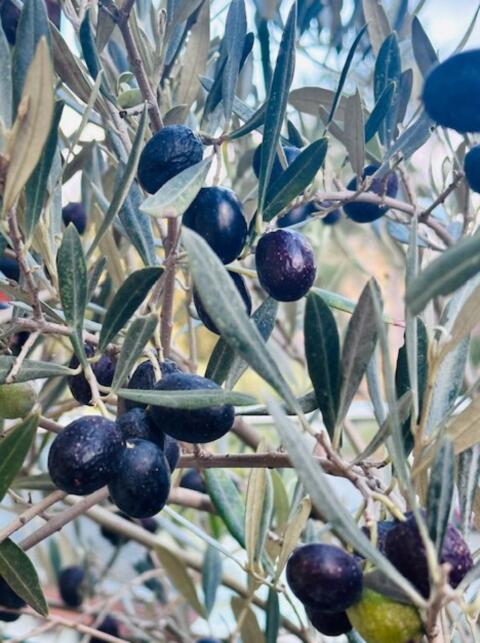 3-fach XL Olivenbaum Urlaub für zu Hause