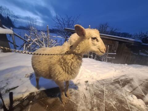 Krainer Steinschaf Jungbock