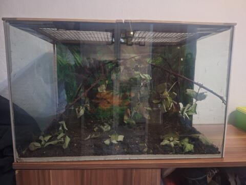 Stabheuschrecken im Terrarium freuen sich auf ein newhome