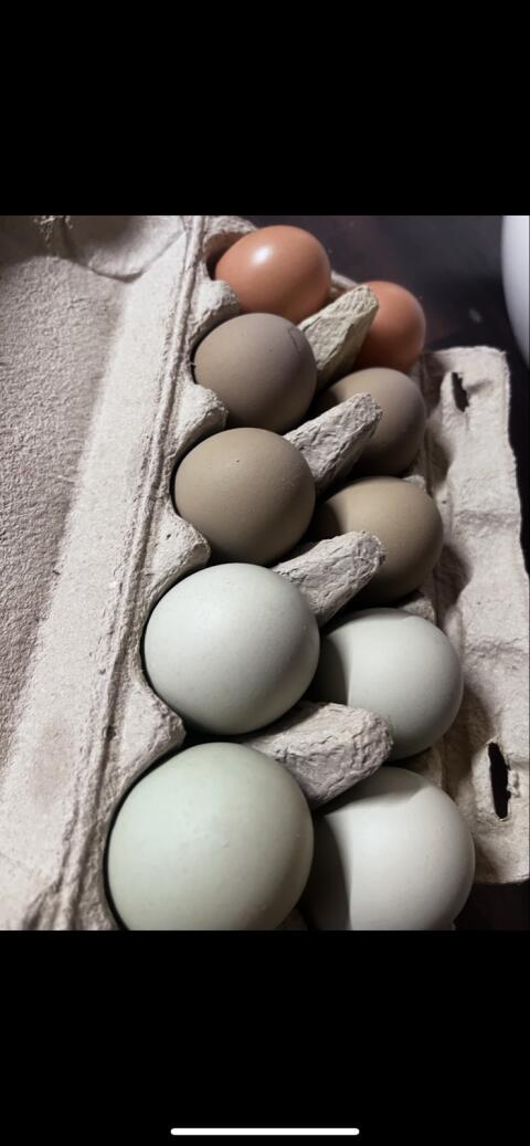 Bruteier gemischte Rassen – Marans, Lohmann & Grünleger