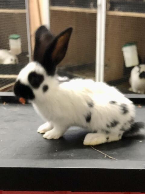 Deutsche Riesenschecken