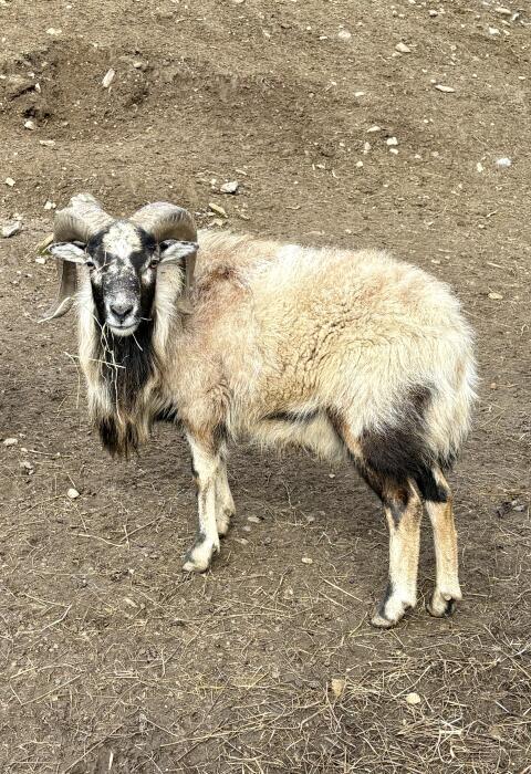 Kamerun-Soay Mix-Bock