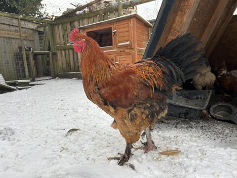 Hahn Hähne Mix Brahma, Silverudds Blå