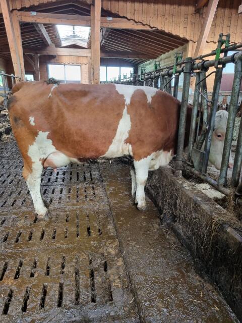 Bio-FL oder FL×RF Jungkühe