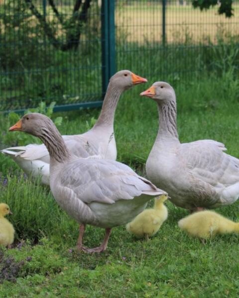 Fränkische Landgans