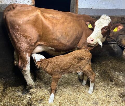 Bio Mutterkuh mit Kalb