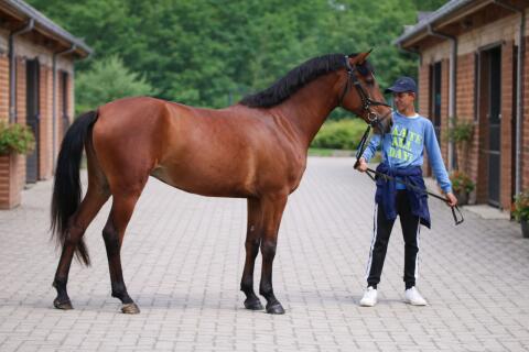 Super Brave kinderpony