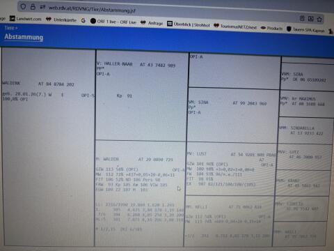 Original Pinzgauer Kuhkalb