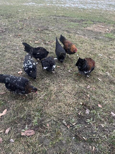 Hühner Mischlingshühner Altsteirer