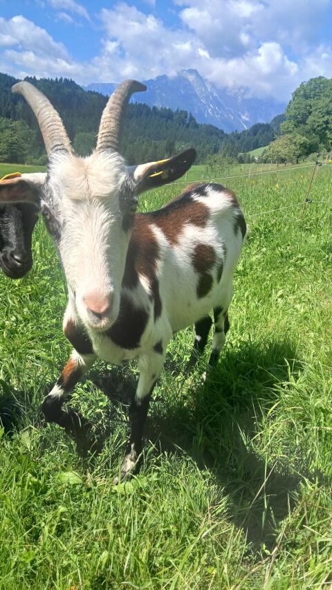 Verkaufe 2 Jährige Tauernscheckenziege