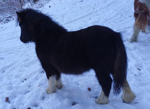 Mini-Shetty Stutfohlen