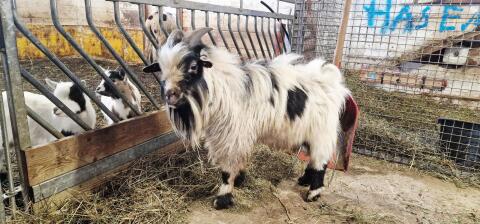 Mini Zwergziegenbock