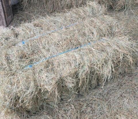 heu Quaderballen zu verkaufen