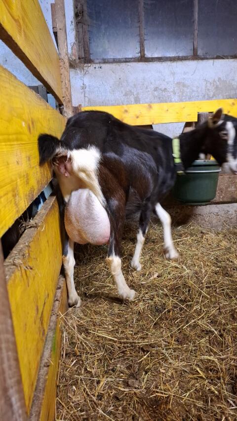 Bündner Strahlenziege mit kitz