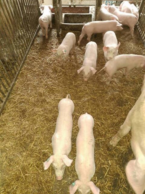 Ferkel Edelschwein x Pietrain