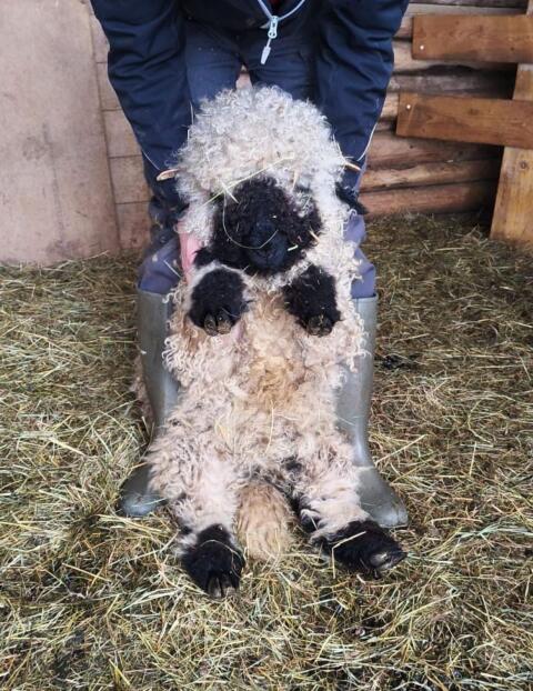 Walliser Schwarznasen Lämmer Bio Weiblich