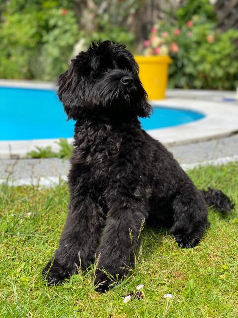 Wunderschöne Cockerdoodle in Planung