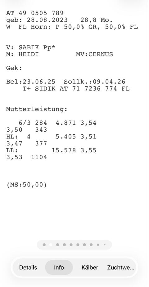 Trächtige Kalbin FVxGV