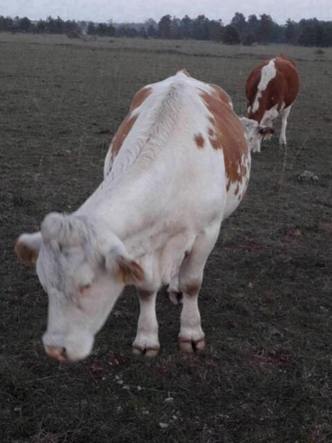 Ennstaler Bergschecken