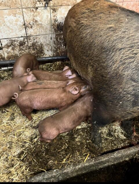 Reinrassige Duroc Ferkel