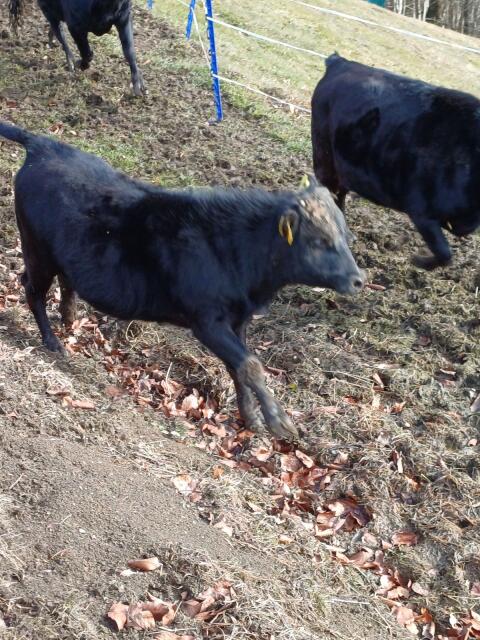 Verkaufe Dahomay Stier