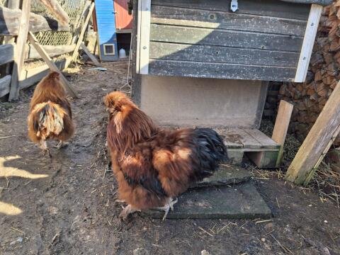 Seidenhahn zu verschenken