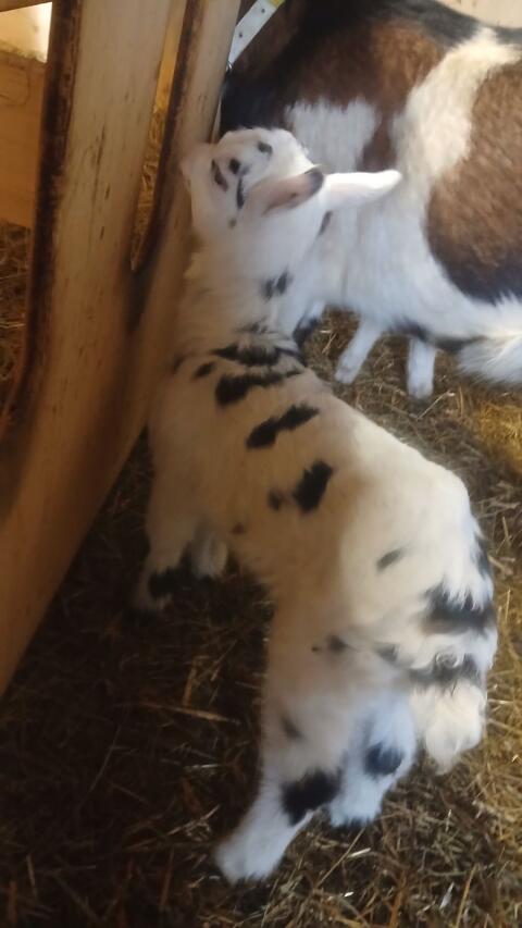 Verkaufe Weibliches Tauernscheckenkitz