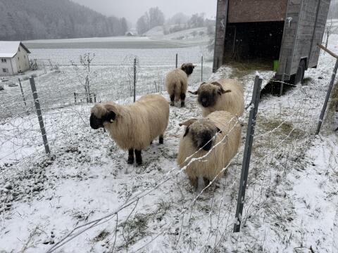 Walliser Schwarznasen Auen