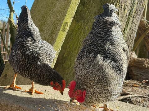 Wer die besonderen Mixe  liebt : Wunderschöne Hähne