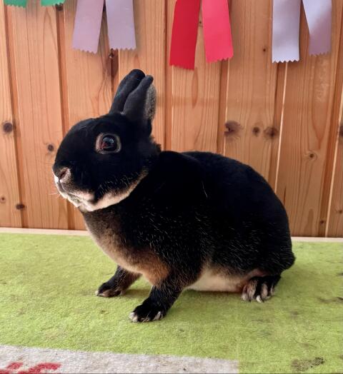 Kastrierter Zwerg Rex