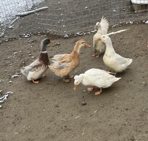 Enten Sachsenenten Haubenenten Landenten