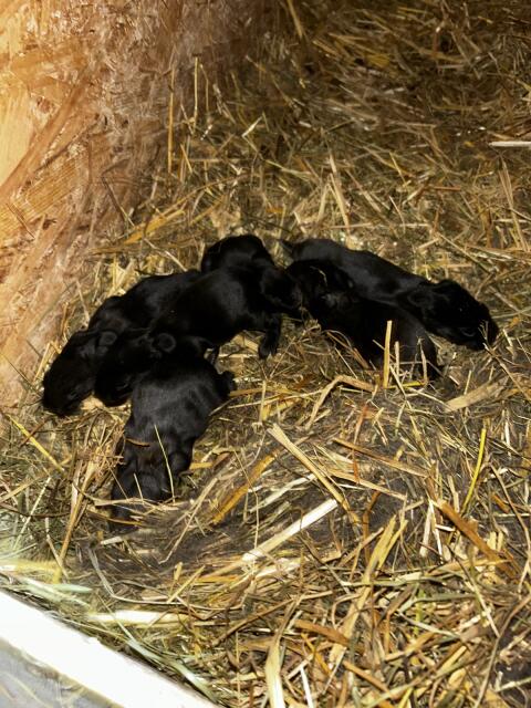Verkaufe Rießenschecken Hasen