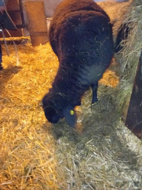 Jura-Widder 12 Monat