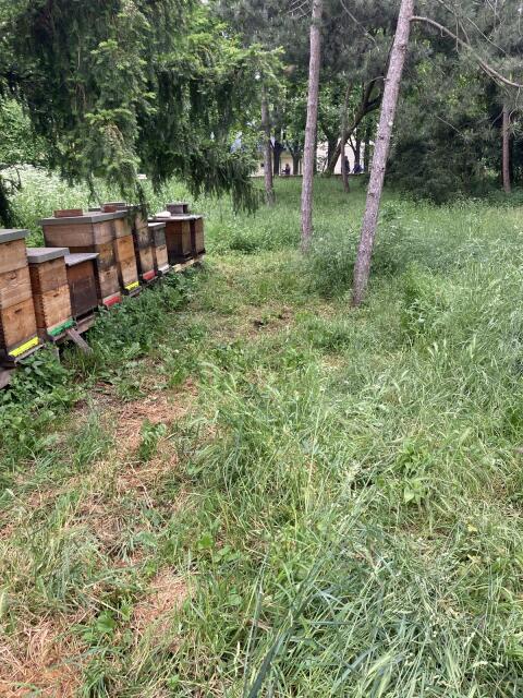 Verkaufe Bienenstöcke
