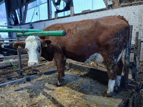 Fleckvieh Erstlingskuh