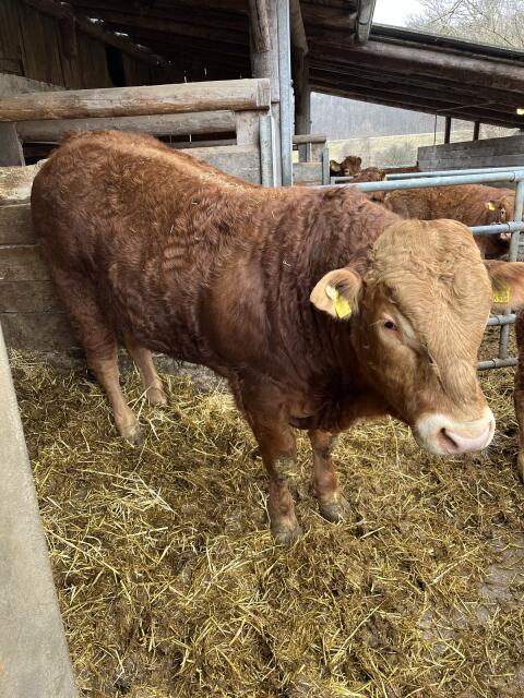 Limousin Stier