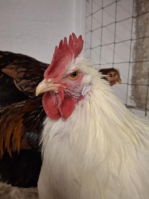 Rassegeflügel Geflügel Hähne Hühner Hahn Huhn